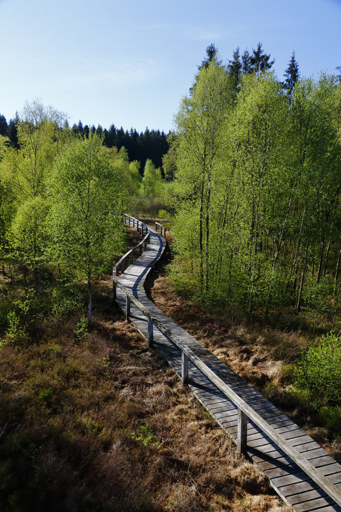 Moorweg im Weserbergland © Mark Zahel