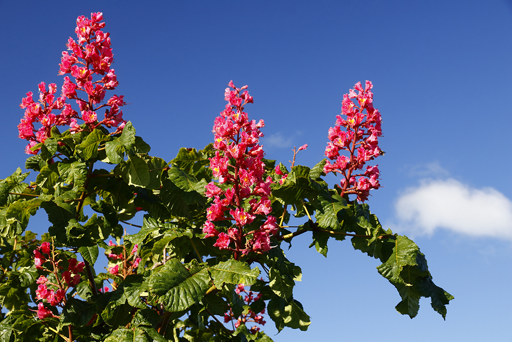 Kastanienblüte