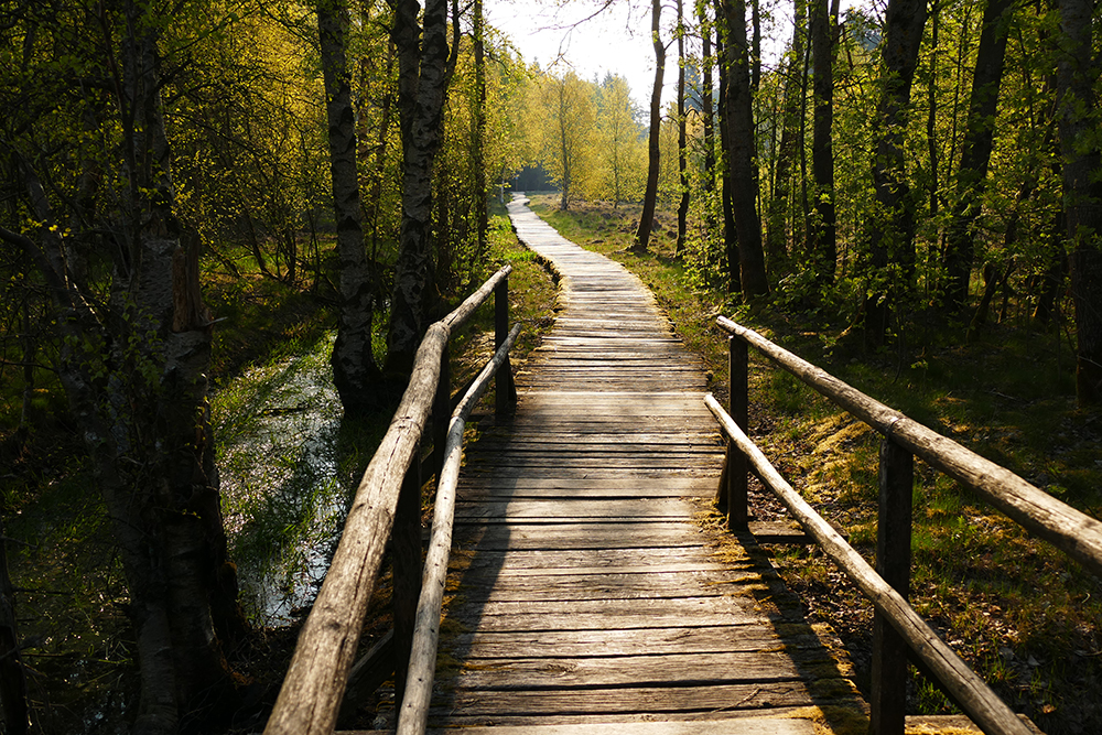 Holzwege © Daniela Knor und Torsten Bieder, Rother Wanderführer »Rhön«