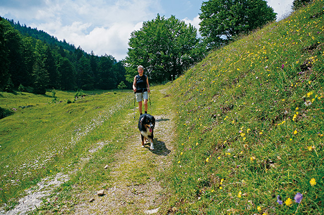 Hunde und Kühe und blühende Almswiesen@Andrea-Obele