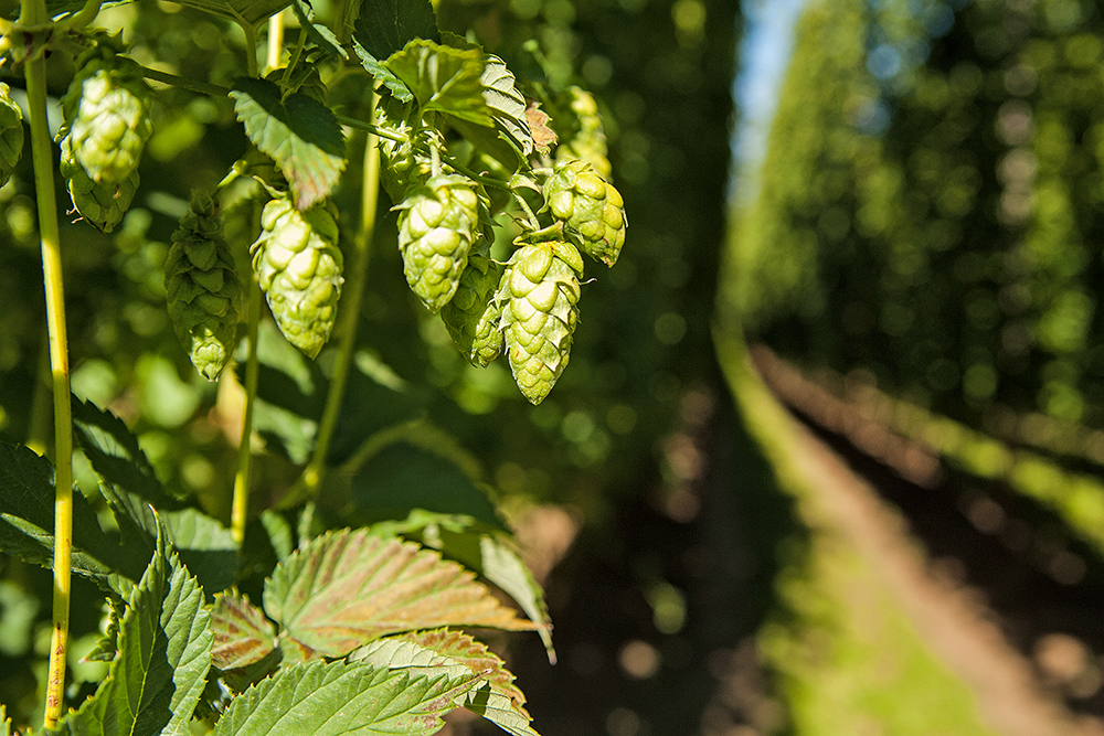 Hopfen Hopfen