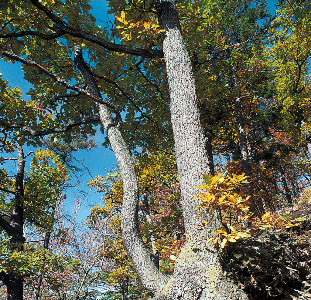 Herbstwanderungen Deutschland Harz