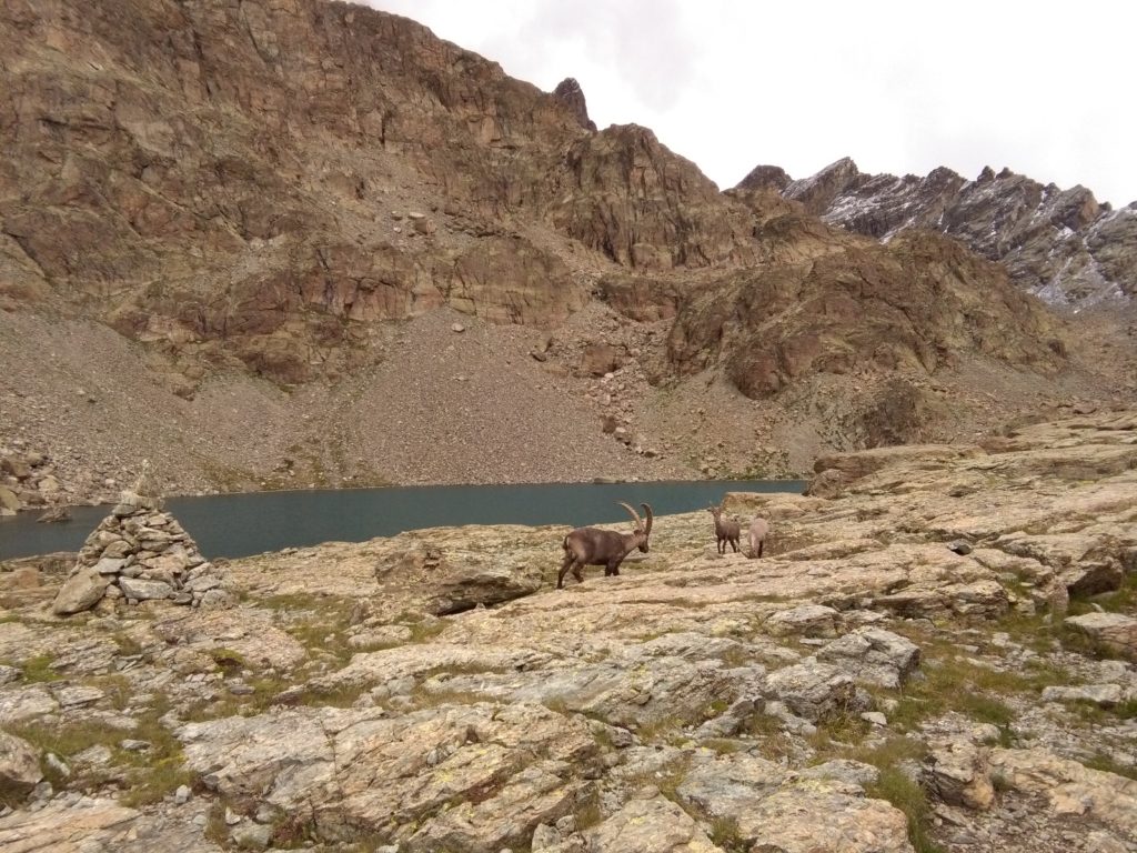 Steinböcke unterhalb des Monviso, Monte Viso, Cottische Alpen, Piemont, Italien