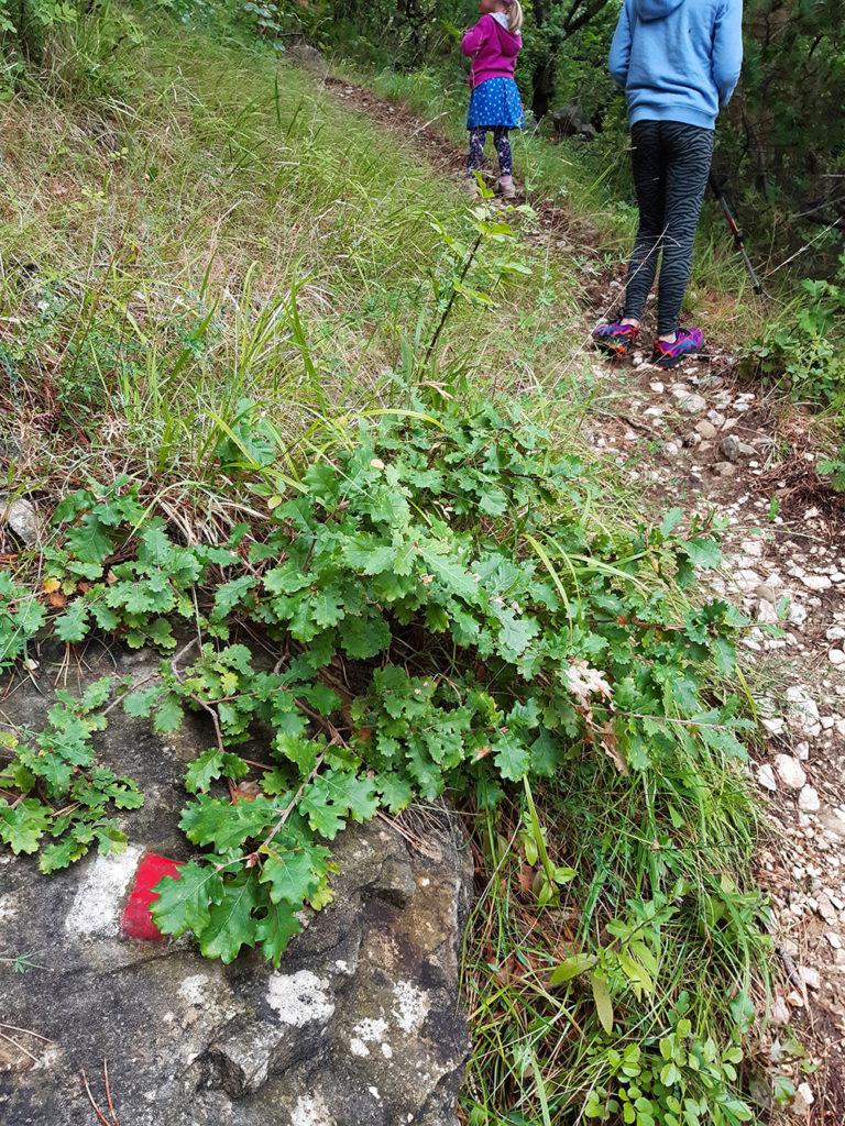 Gut markierter Wanderweg von Draga Bašćanska auf den Obzova©Foto: Regina