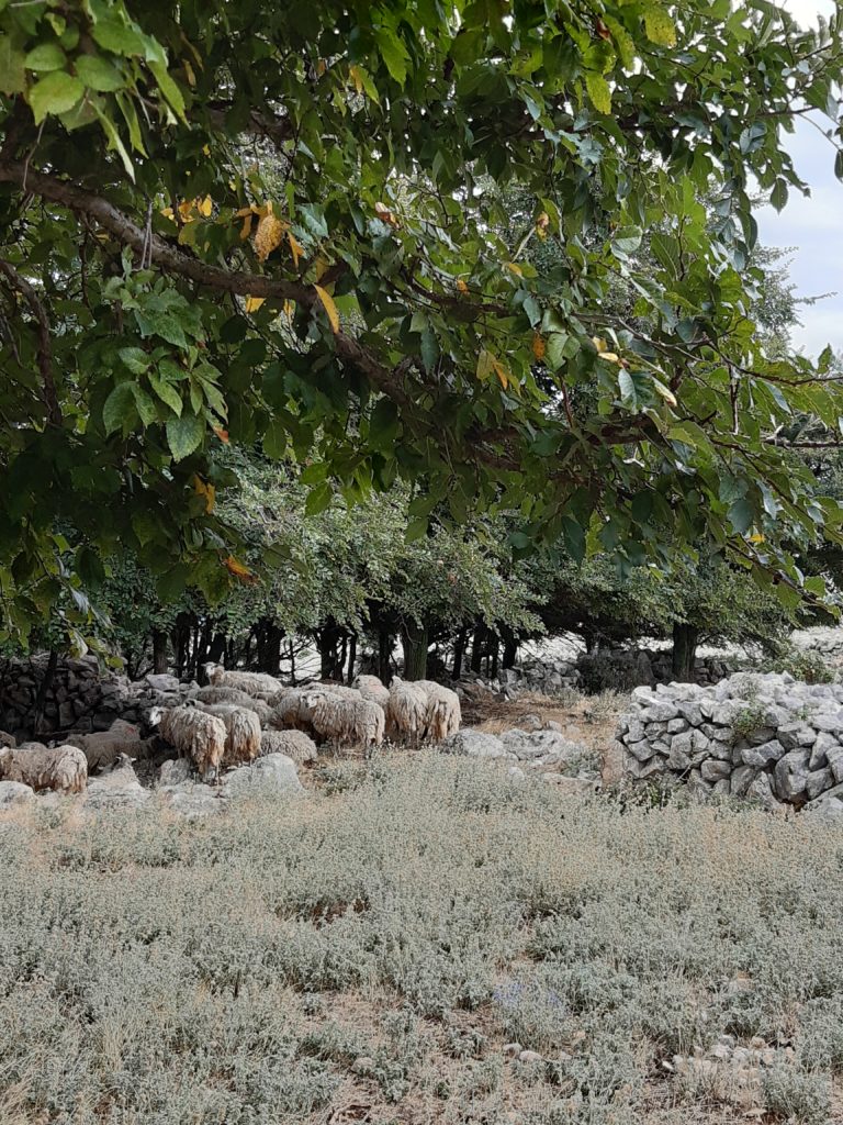 Zottelige Schafe auf der Hochebene des Obzova©Foto: Regina Hösl