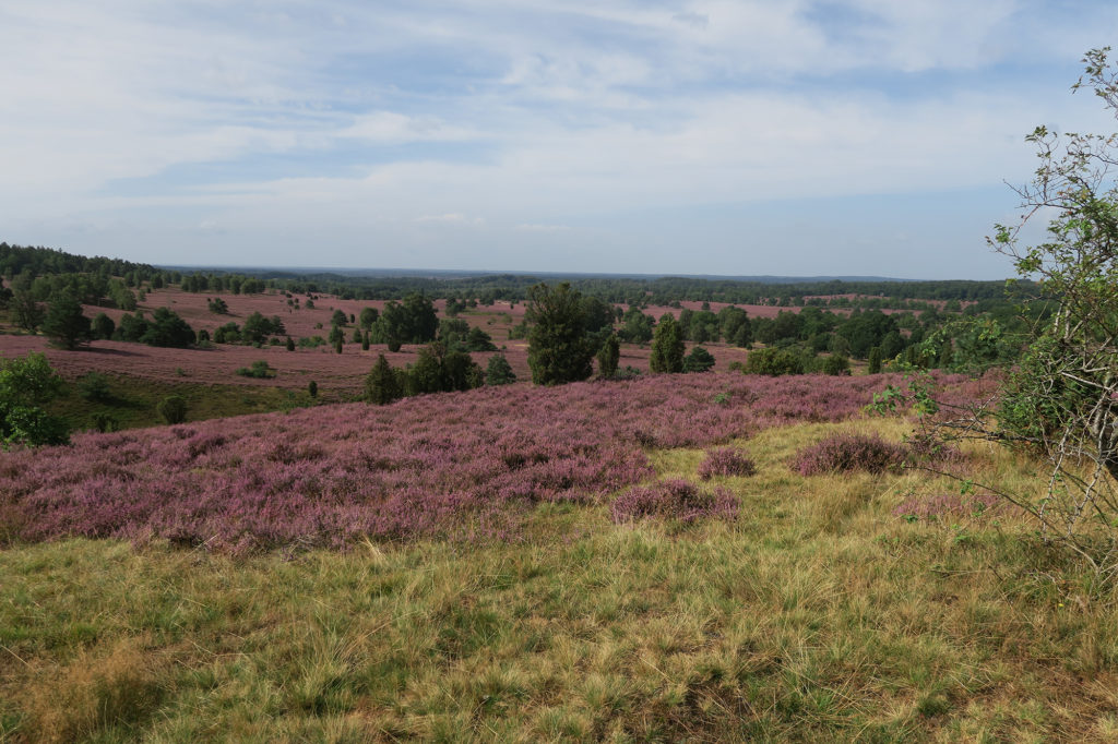 Blütezeit in der Lüneburger Heide (c) Wolfgang Schwartz