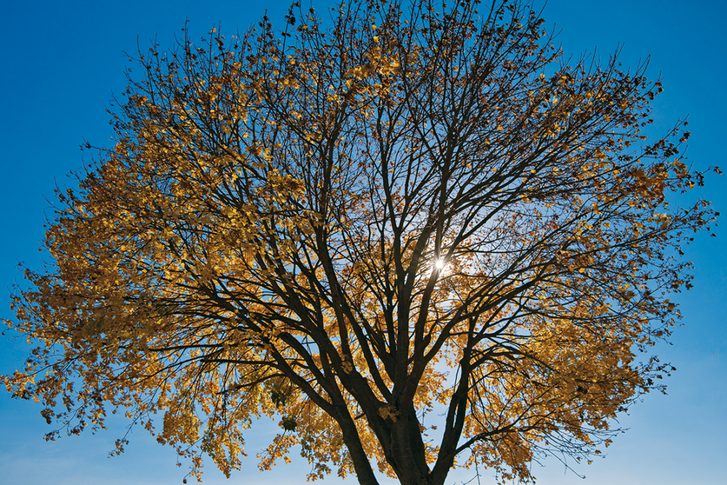 Herbstimpression vor den Stadttoren©Joachim Burghardt