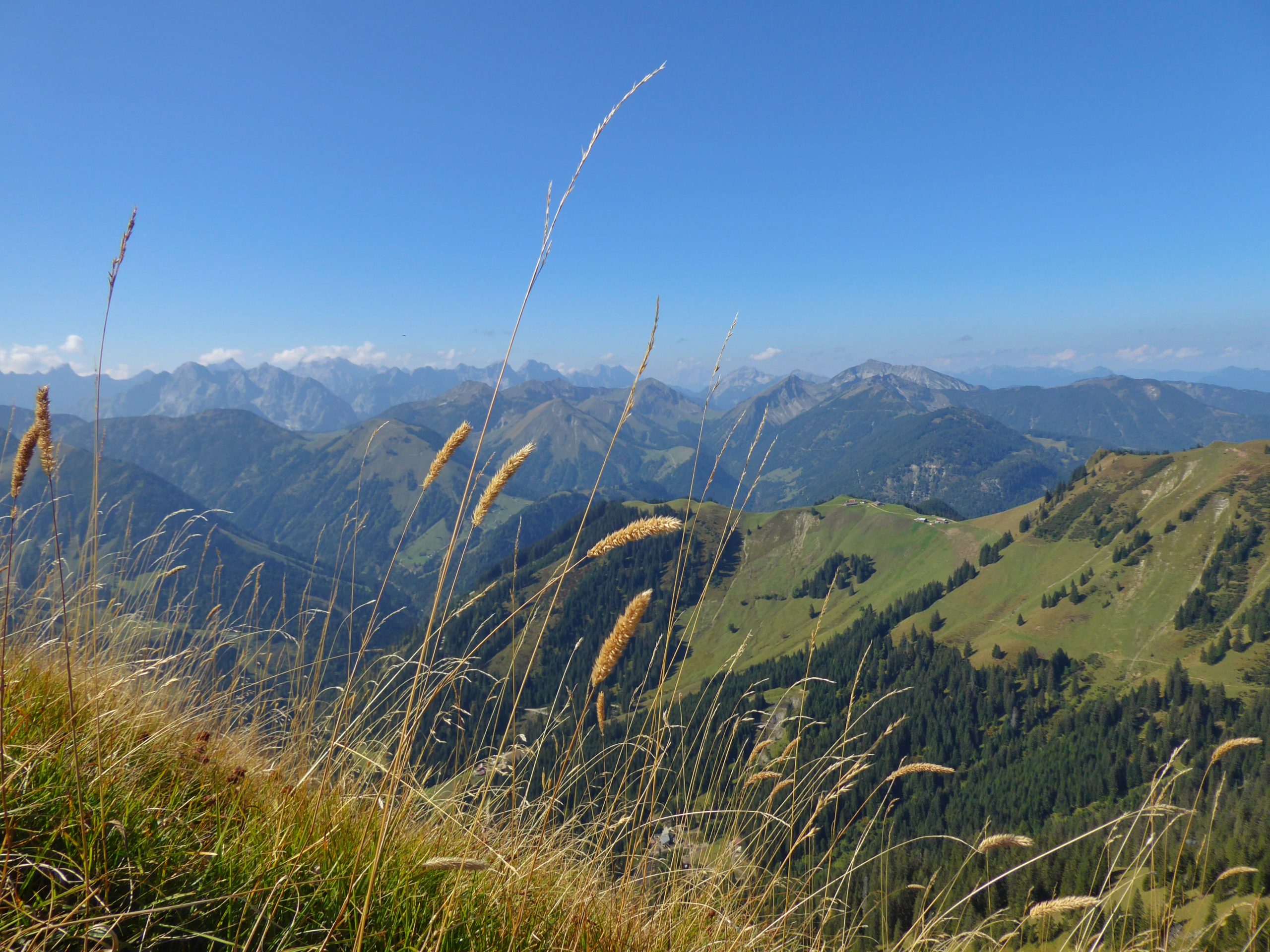 Lediglich für Allergiker schrecklich – wilde Gräser auf der Schreckenspitze im Vorkarwendel