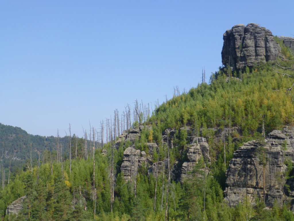 Junger Wald mit toten Fichten in der Böhmischen Schweiz. Foto: Kaj Kinzel