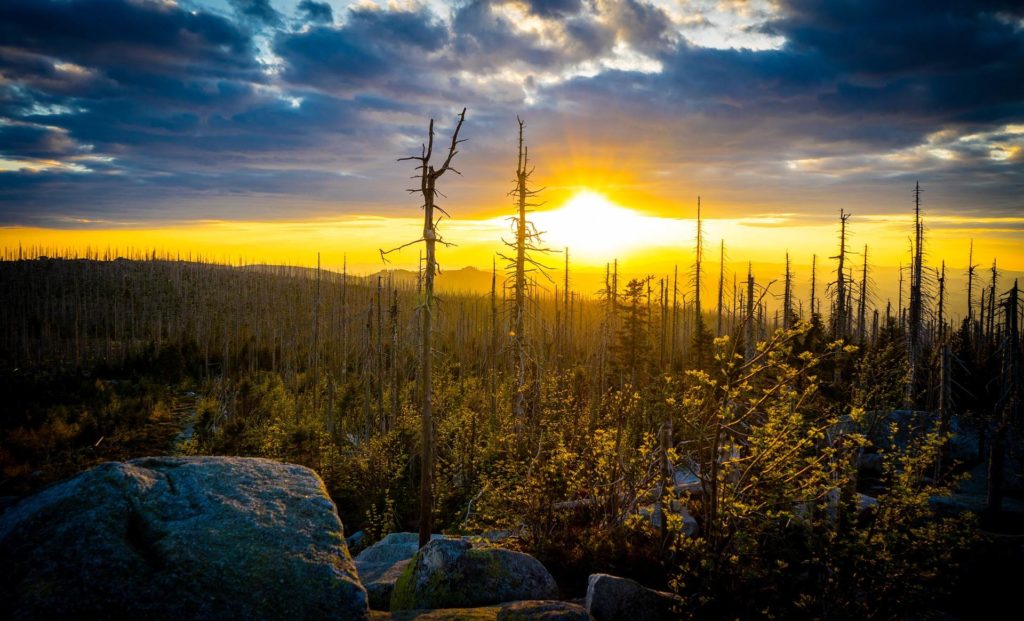 Borkenkäferwald, Abend am Plöckenstein (tschechisch Plechý, 1379 m), Foto: pixabay