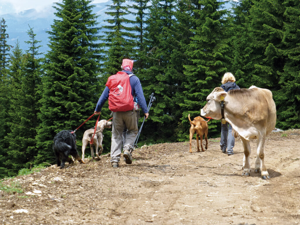 So vermeidet man Konflikte: Hunde angeleint und an der kuhabgewandten Seite in ausreichendem Abstand vorbeiführen. © Franziska Rößner & Kaj Kinzel