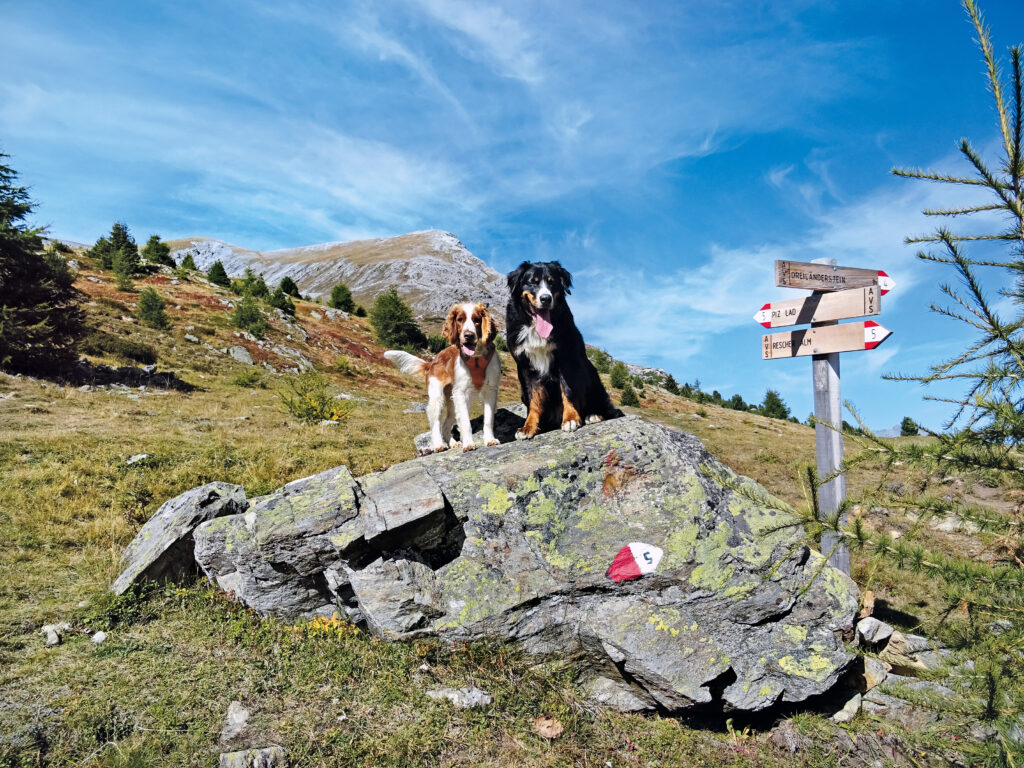 Diesen bergerfahrenen Vierbeinern gefällt es sichtlich in Südtirol. © Franziska Rößner & Kaj Kinzel