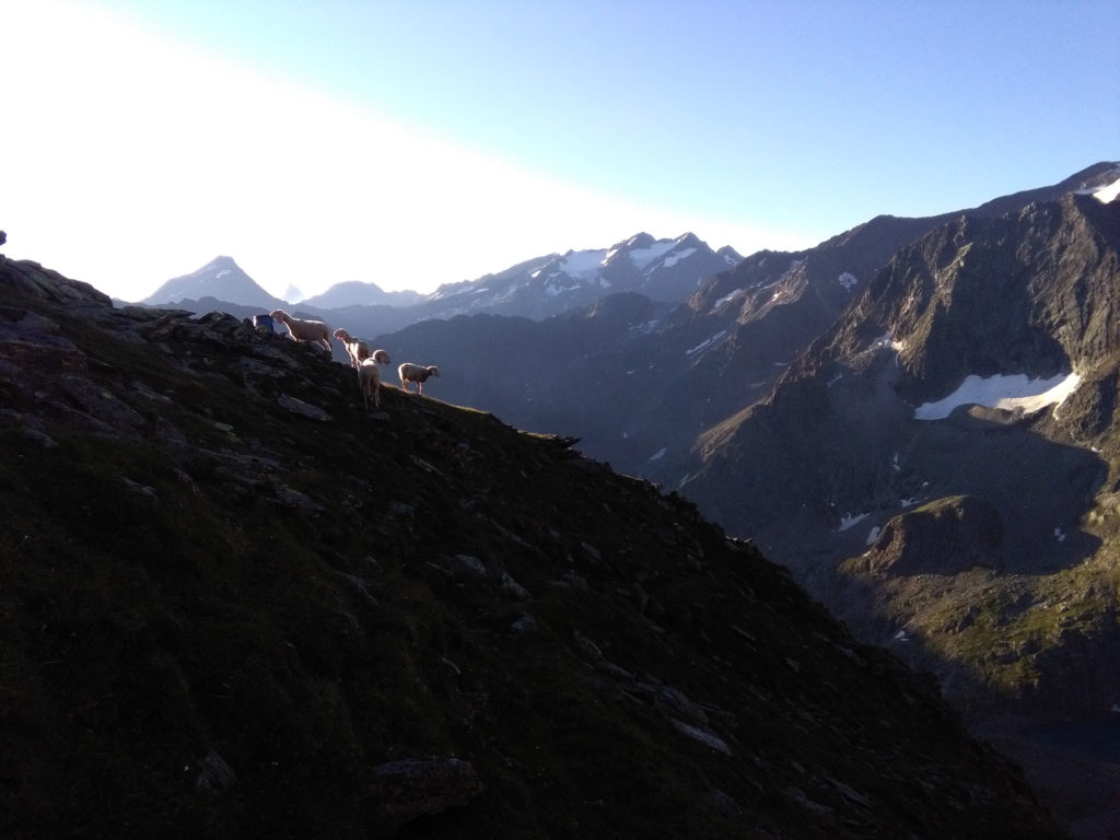 Tiroler Bergschafe