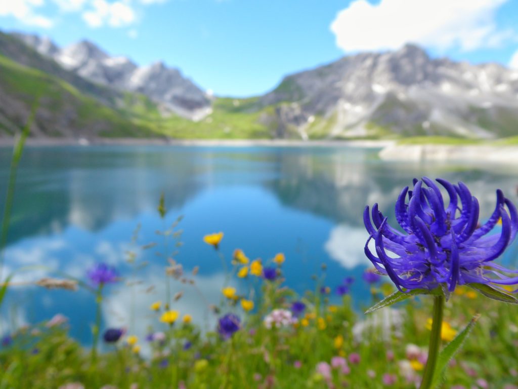 Traum und Wirklichkeit: nur die Flora verstellt den Blick auf den noch ruhigen Lünersee.... (copyright: Philipp Irber)