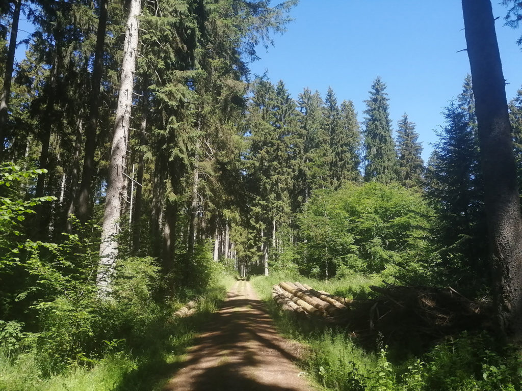 Weitwandern nonstop auf dem Querweg im Schwarzwald. Foto (c) Matthias Schopp