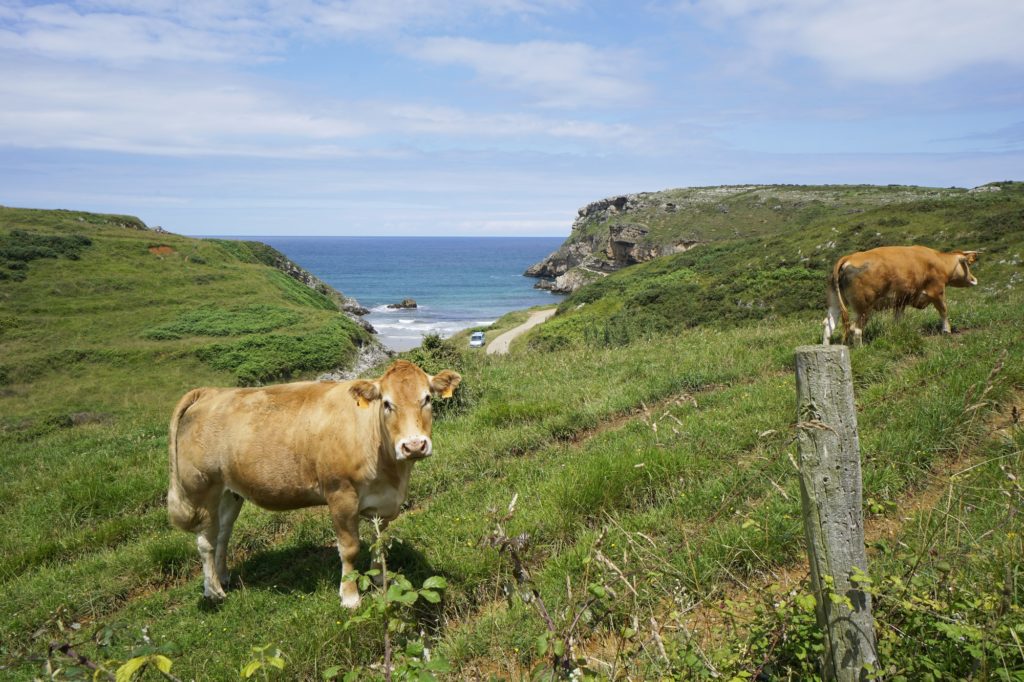 Kuhweiden an der Playa de Fuentes (copyright: Martin Stüllein)