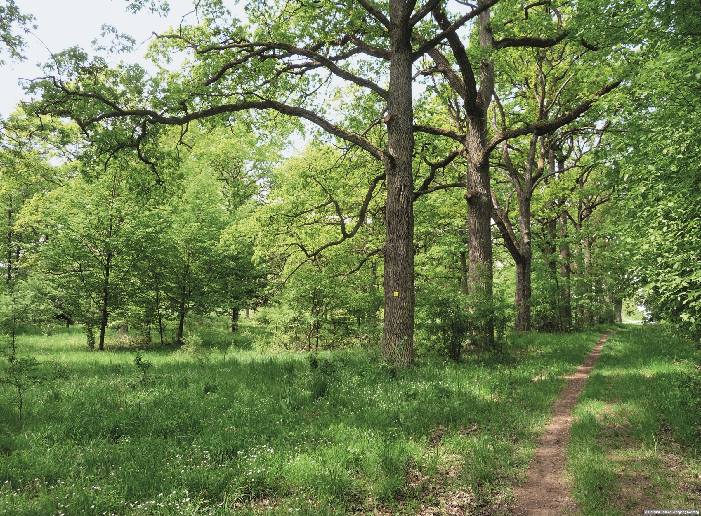 Der Hutwald bei den Dottenheimer Weinbergen. Foto aus dem Rother Wanderbuch »Weinwandern Fränkisches Weinland«