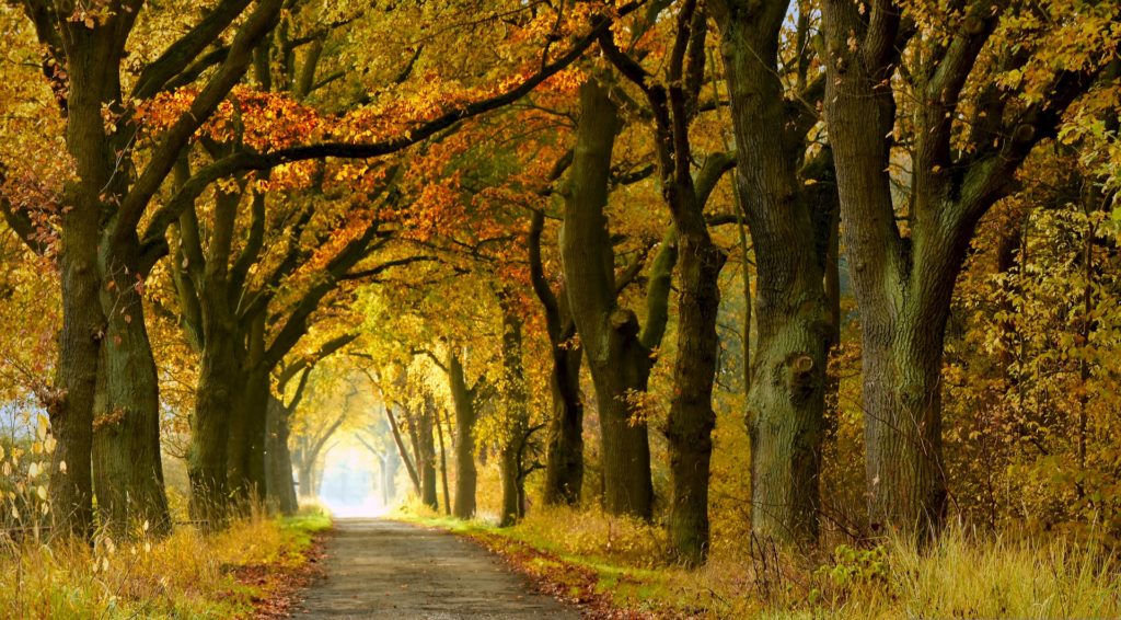 Wandern mit allen Sinnen: Herbstliche Allee
