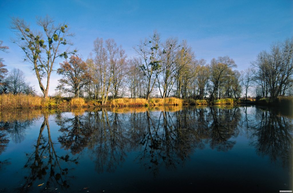 Naturparadies am Hafen Feldwies