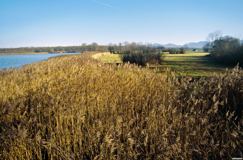 Vogelbeobachtungsturm Lachsgang