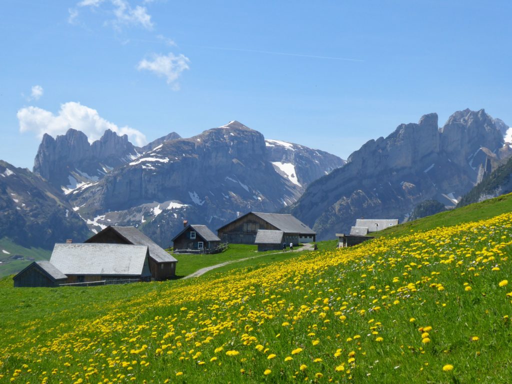 30 Pflanzenarten der Alpen innerhalb eines Jahres erlernen? Auf der Alp Sigel startet man mit den Grundlagen: einem farbenprächtigen Meer aus Löwenzahn. Foto: Philipp Irber