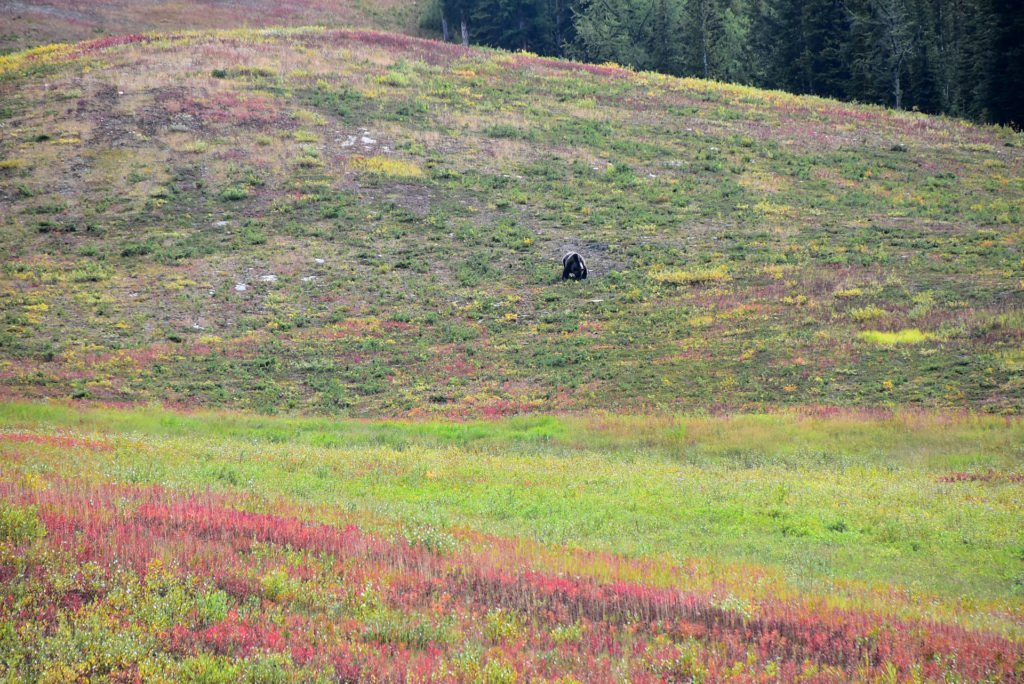 Grizzly in sicherer Entfernung am Berghang. Copyright: Verena Schmidt