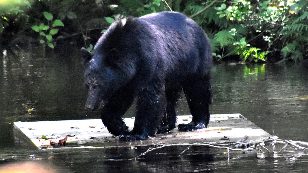 Schwarzbär auf Fischfang. Copyright: Verena Schmidt