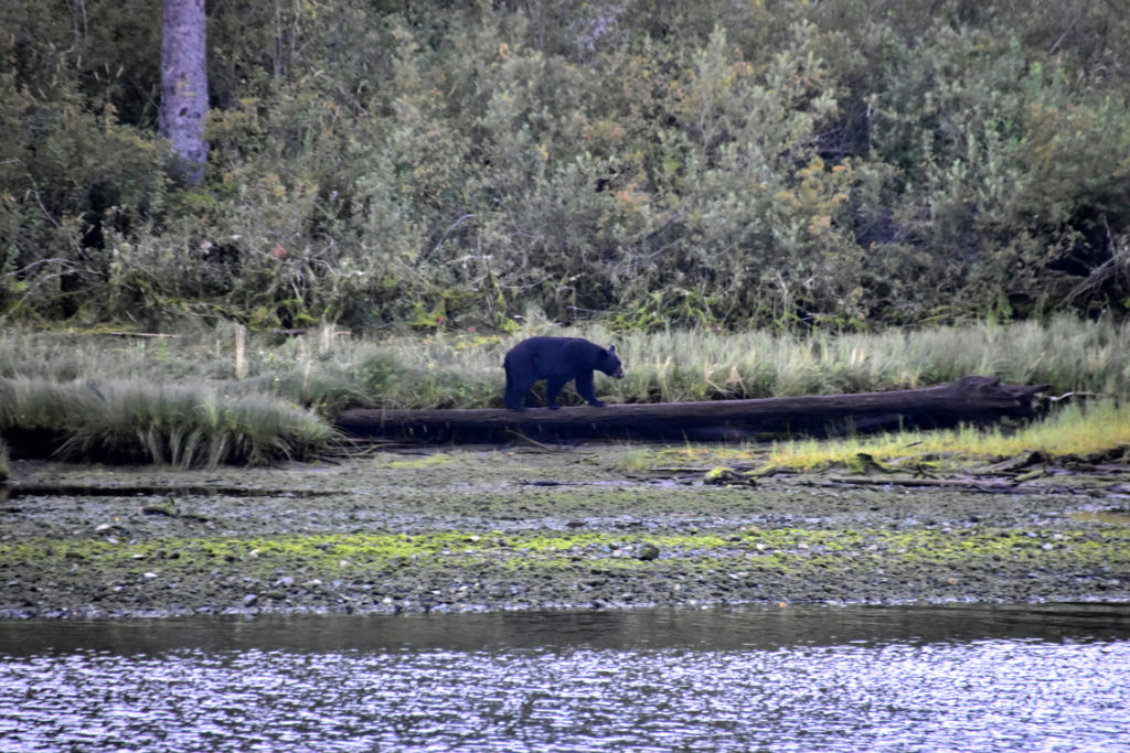 Schwarzbär auf Pirsch bei Port Alberni. Copyright: Verena Schmidt