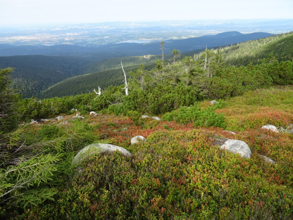 In den Hochlagen finden sich Balzgebiet der
stark vom Aussterben bedrohten Birkhühner. Foto ©: Franziska Rößner, Kaj Kinzel