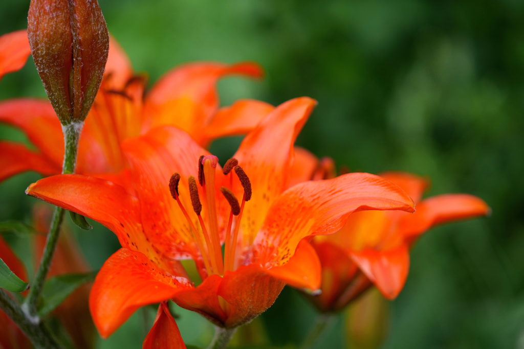 Feuerlilien ©: Margit Hiller