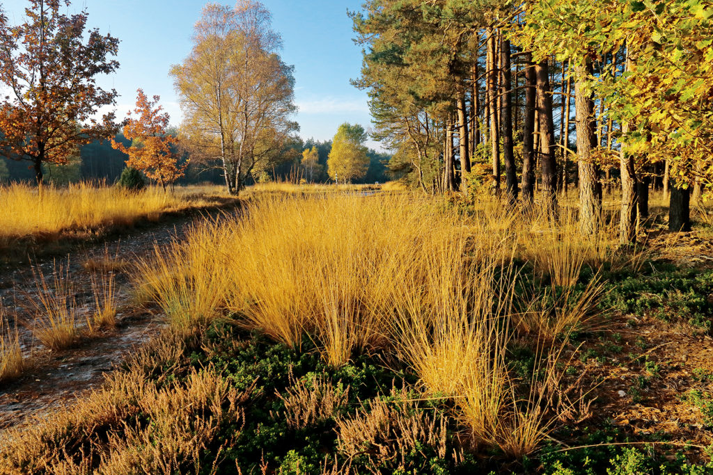 Wer früh aufsteht, erlebt den Zauber der Heide ganz eindringlich. © Mark Zahel