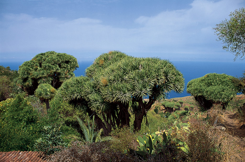 Lustwandeln zwischen Drachenbäumen und tiefblauem Ozean - Las Tricias. © Klaus und Annette Wolfsperger