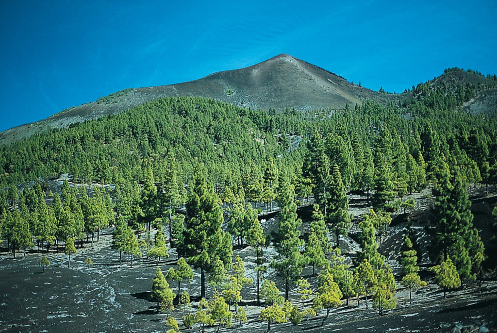 Der formvollendete Vulkankegel des Pico Birigoyo - hier von der Straße nahe dem Refugio del Pilar gesehen. © Klaus und Annette Wolfsperger