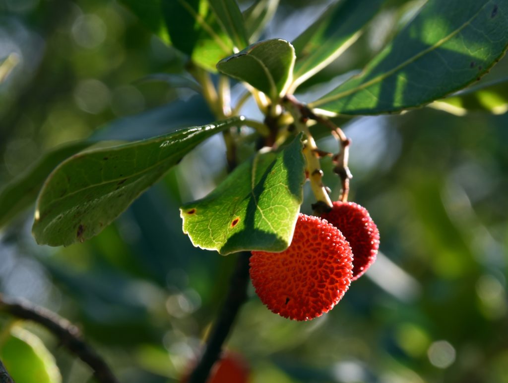 Der Madroño, der Erdbeerbaum, ist ein typisch mediterraner Baum, kommt aber leider nur noch selten vor. Die süßen Früchte sind essbar und werden auch zum Schnapsbrennen verwendet. © Cordula Rabe