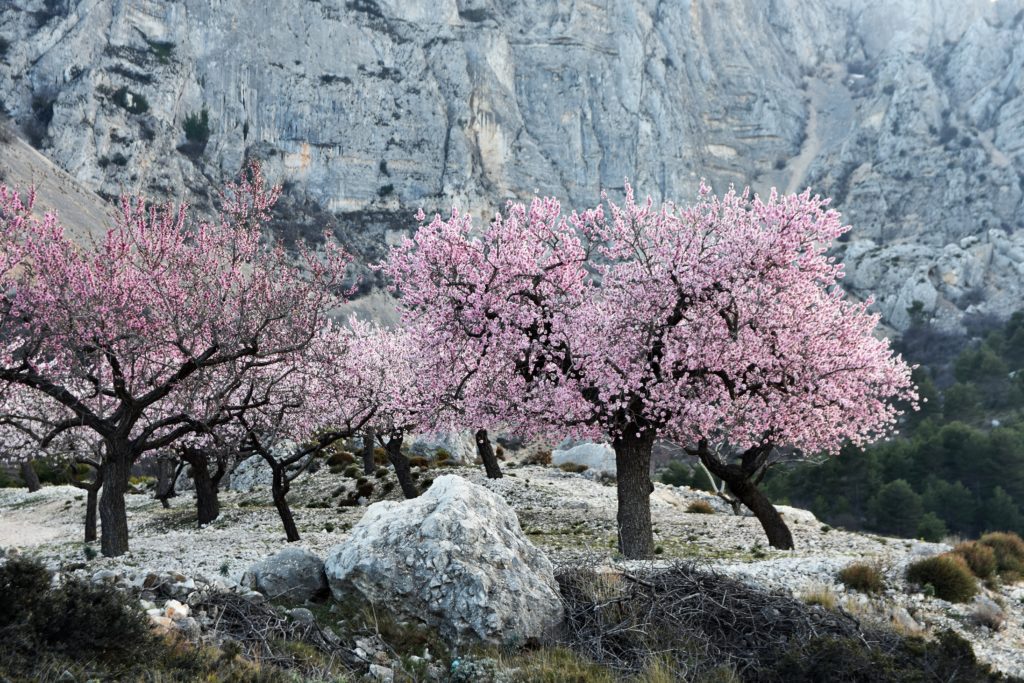 Mandelbäume in der rauen Kulisse der Sierra de Aitana. © Cordula Rabe