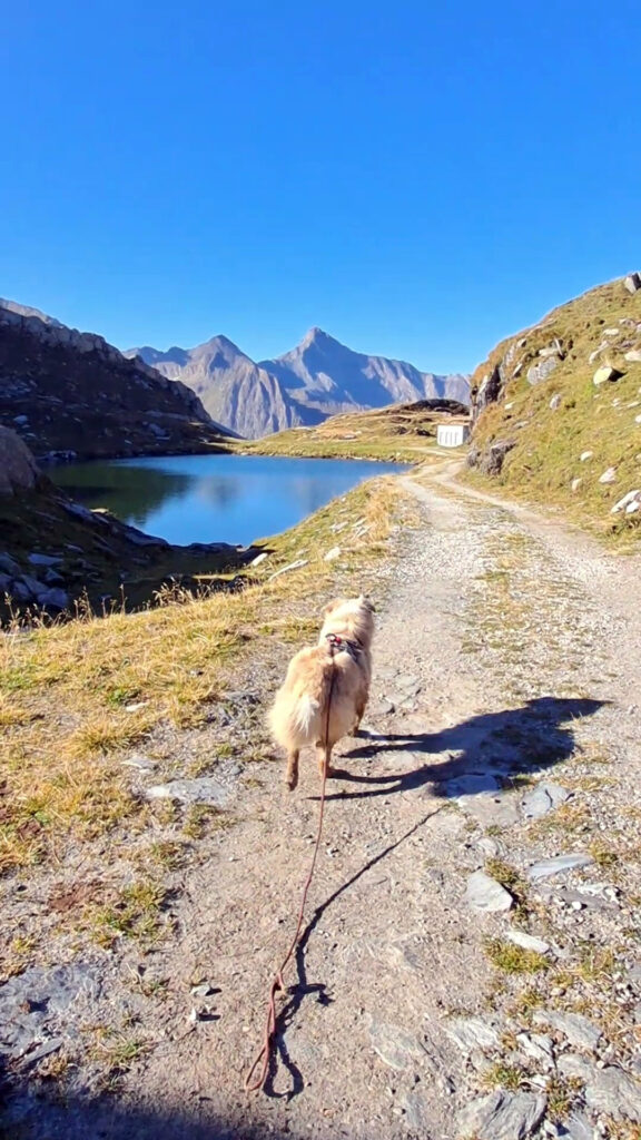 Am Pfitscherjoch. © Sarah Effer