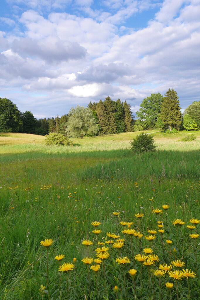 Duftende Wiesen bei Andechs. Foto: Margit Hiller