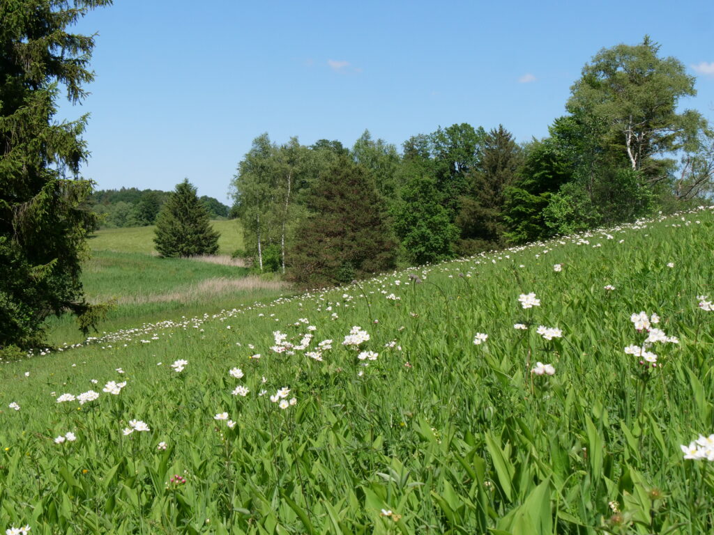 Viel Grün und Bienensummen am Mesnerbichl. Foto: Margit Hiller