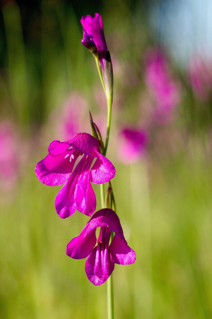 Sumpf-Gladiole. Foto: Margit Hiller