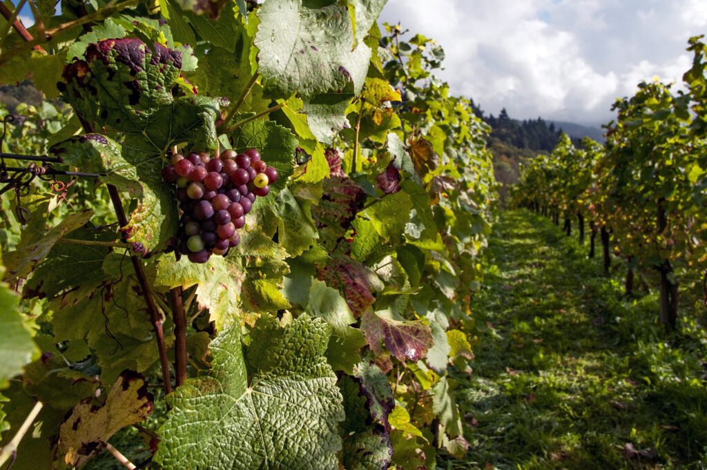 Wandern im Wein - Bild von Pexels auf Pixabay