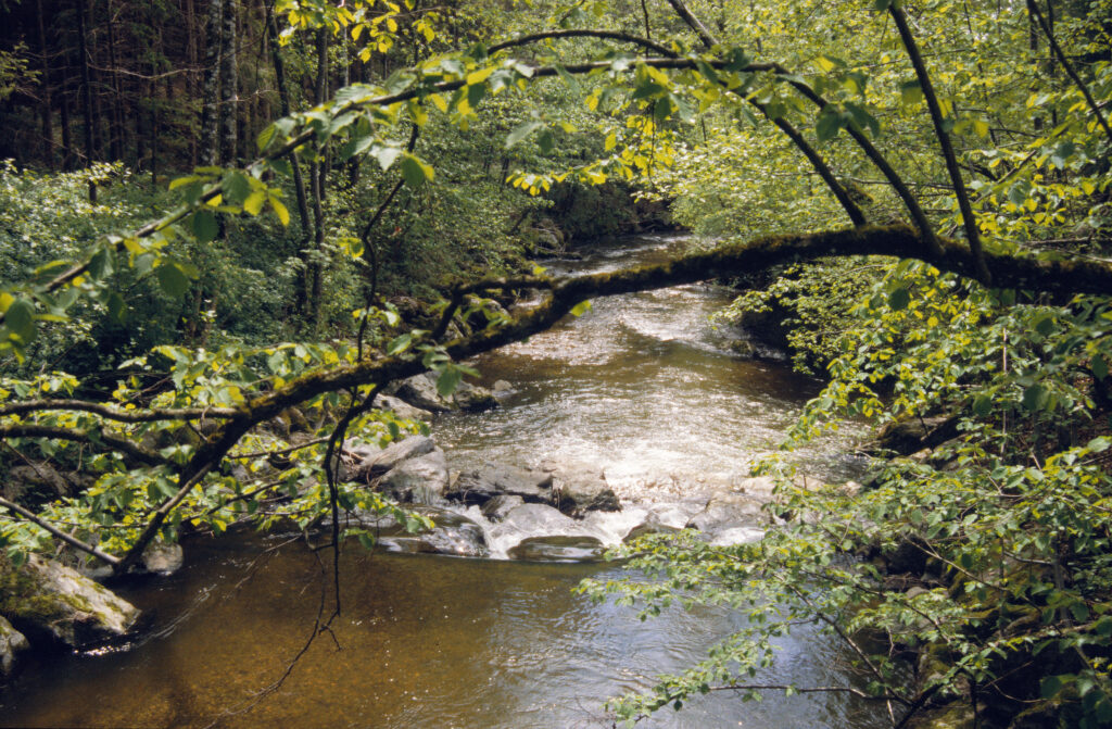 An einem Pfad am Illersteilufer wandern wir entlang zu den beiden Höfen von Hafenthal und von dort auf einem Anliegersträßchen talwärts. © Herbert Mayr
