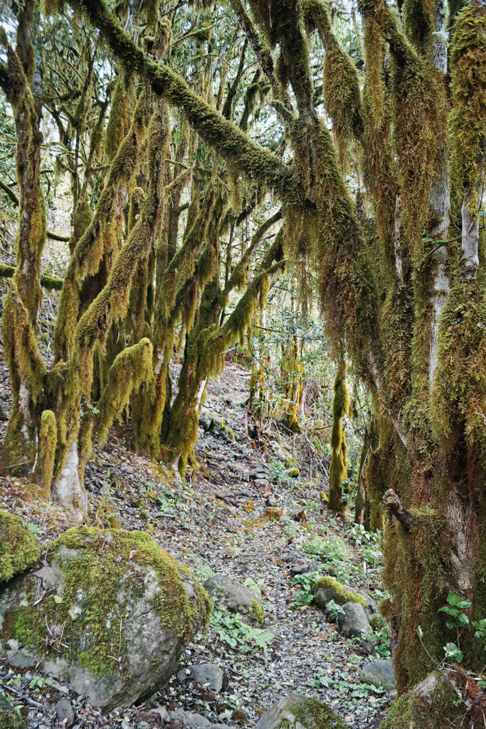 Nebelurwald auf La Gomera. © Klaus und Annette Wolfsperger