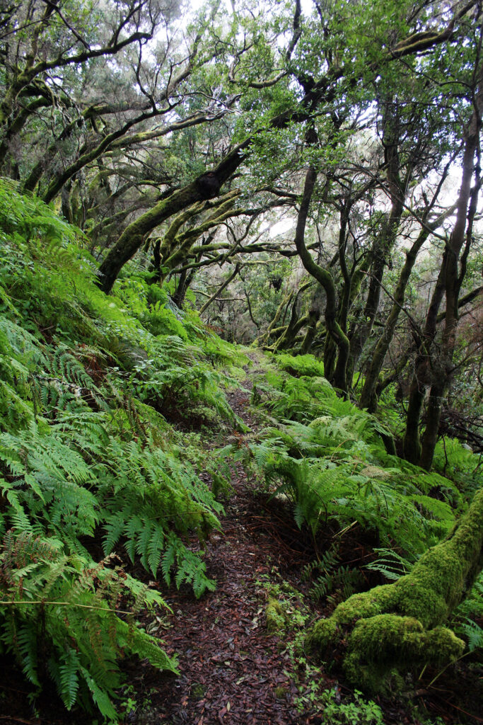 Nebelurwald auf El Hierro. © Klaus und Annette Wolfsperger