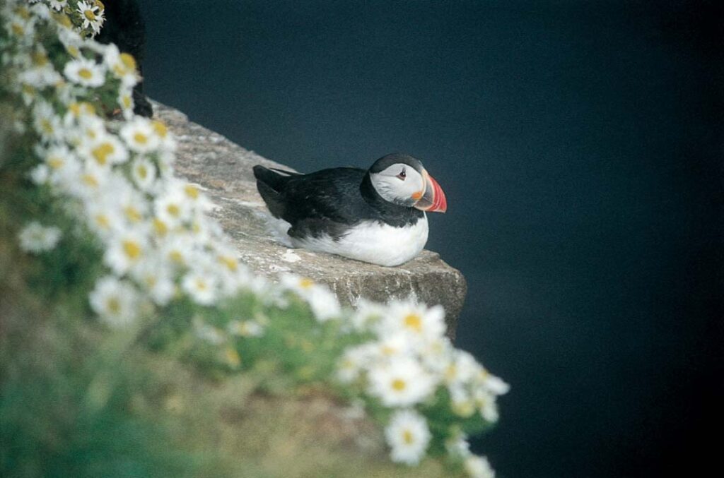 Papageitaucher auf den Klippen von Látrabjarg © Gabriele & Christian Handl