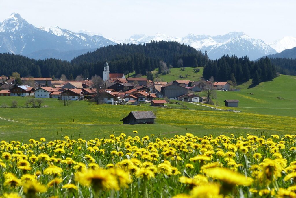 Löwenzahnwiesen im Allgäu.