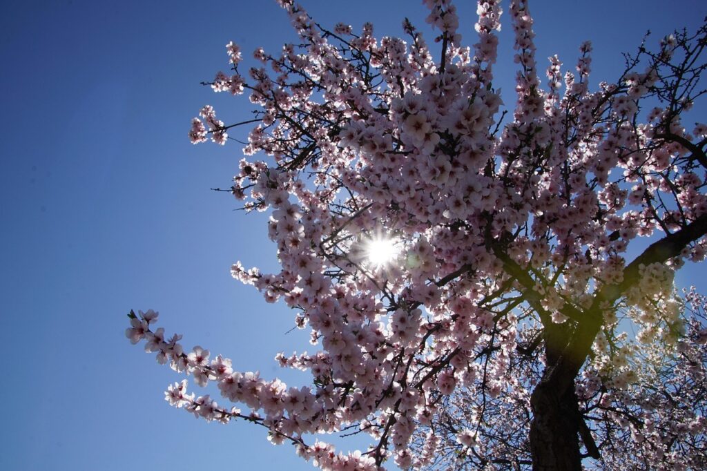 Mandelblüten.
