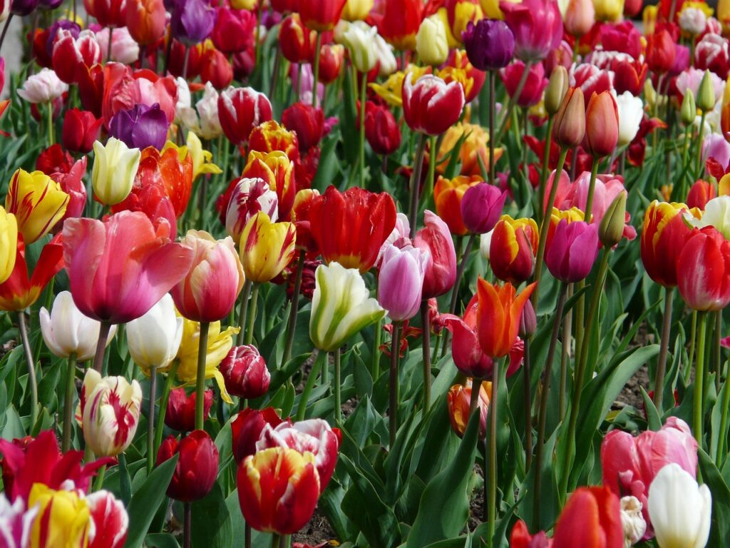 Ein blühendes Tulpenfeld. © pixabay